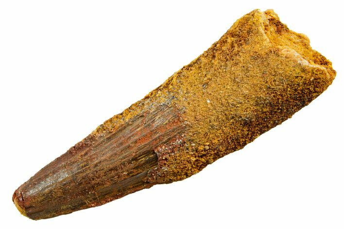 Fossil Spinosaurus Tooth - Feeding Worn Tooth #364218